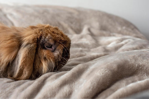 Rabbits and Guinea Pigs - Beds and Bedding