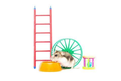 Rodents and Other Small Animals - Toys and Cage Accessories